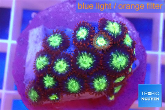 Zoanthus alpha omega 2-3 cm WYSIWYG acclimaté