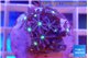 Knopia jasmine polyps 2-3 cm WYSIWYG acclimaté