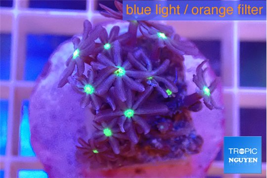 Knopia jasmine polyps 2-3 cm WYSIWYG acclimaté