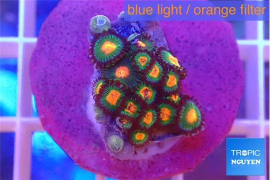 Zoanthus campfire 1-2 cm WYSIWYG acclimaté