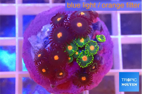 Zoanthus mixed color 1-3 cm WYSIWYG acclimaté