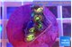 Zoanthus fusion 4-6 polyps WYSIWYG acclimaté