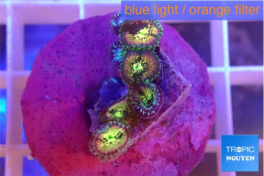 Zoanthus fusion 4-6 polyps WYSIWYG acclimaté