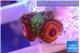 Zoanthus bam bam & mix 3-4 polyps WYSIWYG acclimaté