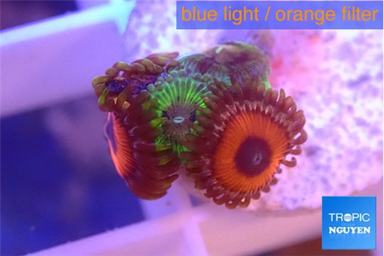 Zoanthus bam bam & mix 3-4 polyps WYSIWYG acclimaté
