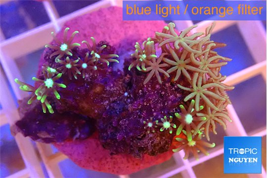 Pachyclavularia neon green 2-3 cm WYSIWYG acclimaté