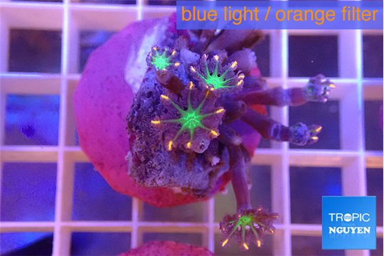 Clavularia papaya fireworks 5-6 polyps WYSIWYG acclimaté