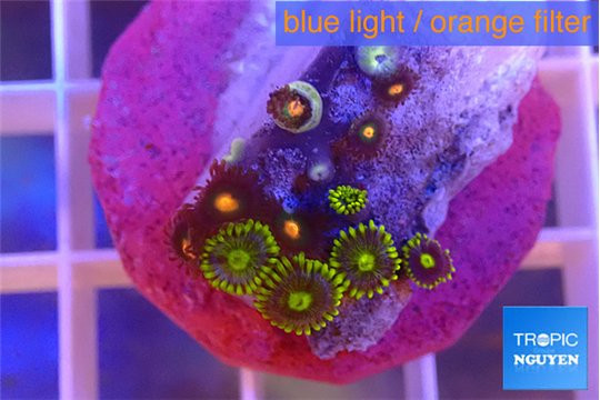 Zoanthus mixed color 1-3 cm WYSIWYG acclimaté