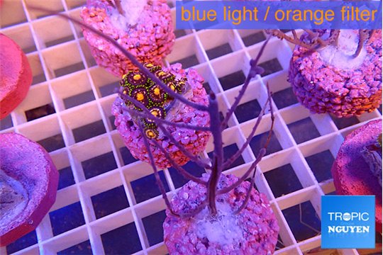 Gorgonia symbiotic 4-7 cm WYSIWYG acclimaté