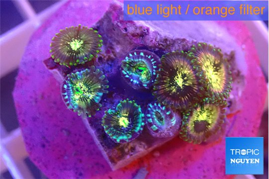 Zoanthus fusion 1-2 cm WYSIWYG acclimaté