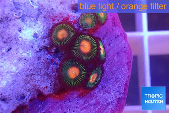 Zoanthus campfire 1-2 cm WYSIWYG acclimaté