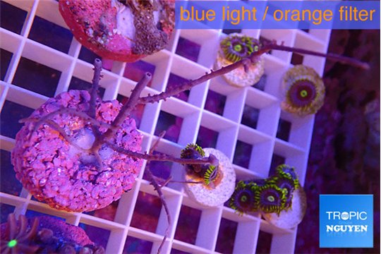 Gorgonia symbiotic 4-7 cm WYSIWYG acclimaté