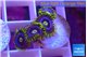 Zoanthus magic green blue 4-6 polyps WYSIWYG acclimaté