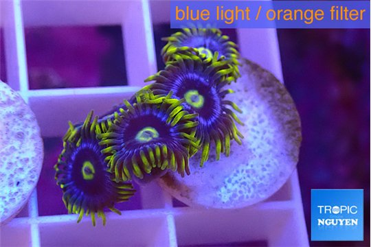 Zoanthus magic green blue 4-6 polyps WYSIWYG acclimaté