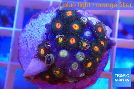 Zoanthus campfire 2-3 cm WYSIWYG acclimaté