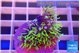 Pachyclavularia neon green 2-3 cm WYSIWYG acclimaté