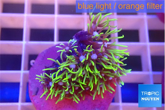 Pachyclavularia neon green 2-3 cm WYSIWYG acclimaté