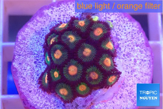 Zoanthus campfire 1-3 cm WYSIWYG acclimaté