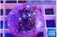 Knopia jasmine polyps 1-3 cm WYSIWYG acclimaté