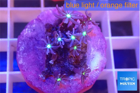 Knopia jasmine polyps 1-3 cm WYSIWYG acclimaté