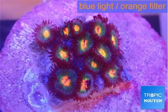 Zoanthus rainbow daizy 1-2 cm WYSIWYG acclimaté