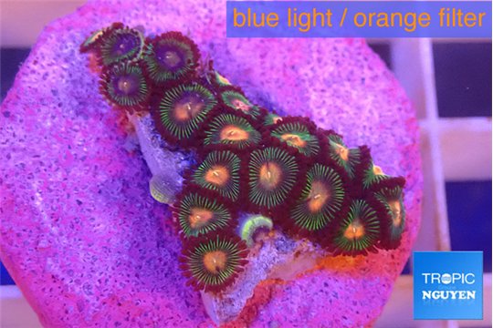 Zoanthus campfire 1-3 cm WYSIWYG acclimaté