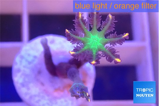 Clavularia papaya fireworks 1 polyp WYSIWYG acclimaté