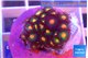 Zoanthus campfire 2-3 cm WYSIWYG acclimaté