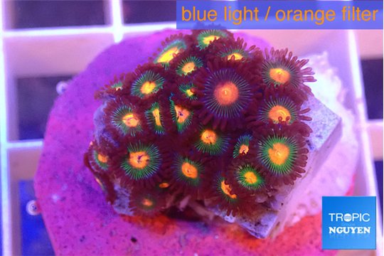 Zoanthus campfire 2-3 cm WYSIWYG acclimaté