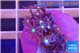 Knopia jasmine polyps 1-3 cm WYSIWYG acclimaté