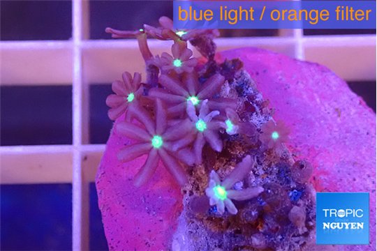 Knopia jasmine polyps 1-3 cm WYSIWYG acclimaté