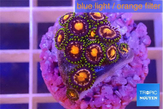 Zoanthus purple spot 1-2 cm WYSIWYG acclimaté