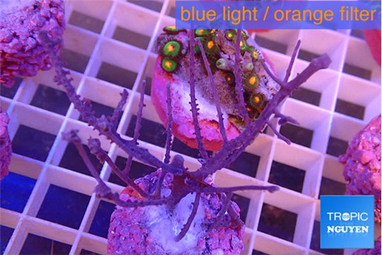 Gorgonia symbiotic 4-7 cm WYSIWYG acclimaté