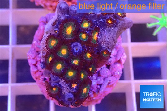 Zoanthus campfire 2-3 cm WYSIWYG acclimaté