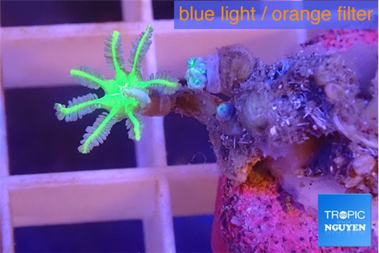 Clavularia papaya lemon 1 polyp WYSIWYG acclimaté
