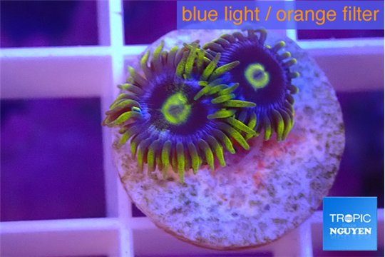 Zoanthus magic green blue 2 polyps WYSIWYG acclimaté