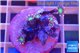 Clavularia papaya fireworks 5-6 polyps WYSIWYG acclimaté