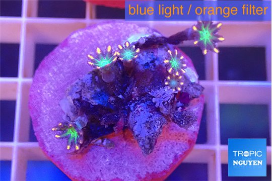 Clavularia papaya fireworks 5-6 polyps WYSIWYG acclimaté