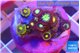 Zoanthus mixed color 1-3 cm WYSIWYG acclimaté