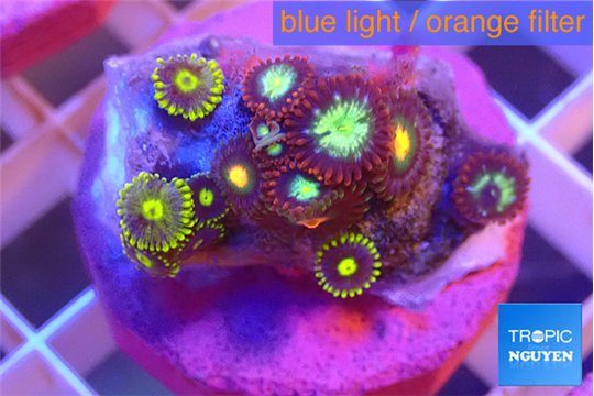 Zoanthus mixed color 1-3 cm WYSIWYG acclimaté