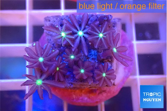 Knopia jasmine polyps 1-3 cm WYSIWYG acclimaté