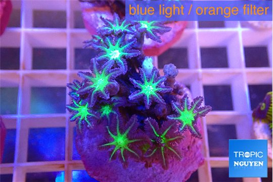 Clavularia papaya lemon 3-6 cm WYSIWYG acclimaté