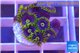 Zoanthus magic green blue 8-10 polyps WYSIWYG acclimaté
