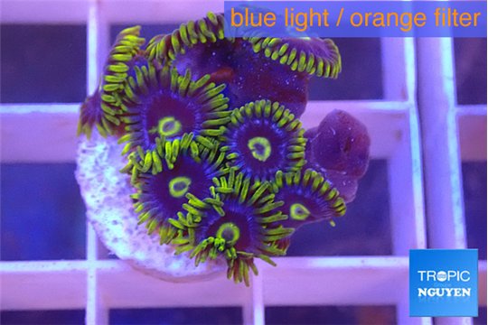 Zoanthus magic green blue 8-10 polyps WYSIWYG acclimaté