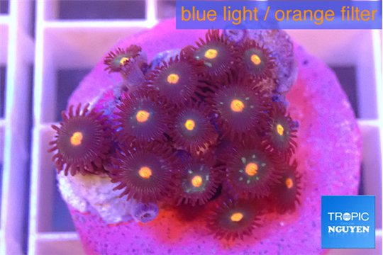 Zoanthus orange 1-3 cm WYSIWYG acclimaté