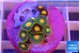 Zoanthus ultimate blowup 1-3 cm WYSIWYG acclimaté