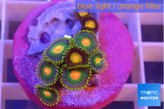 Zoanthus ultimate blowup 1-3 cm WYSIWYG acclimaté