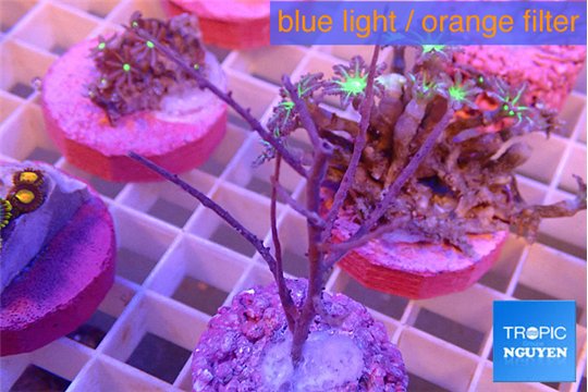 Gorgonia symbiotic 4-8 cm WYSIWYG acclimaté