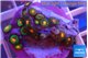 Zoanthus campfire 2-3 cm WYSIWYG acclimaté