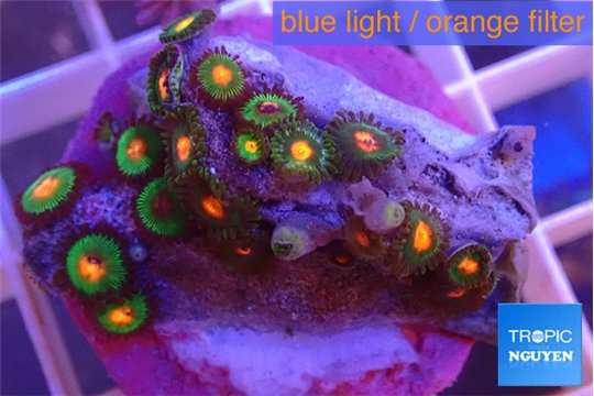 Zoanthus campfire 2-3 cm WYSIWYG acclimaté